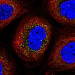 Tuftelin 1 Antibody, Novus Biologicals:Antibodies:Primary Antibodies